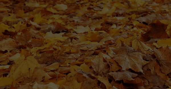 Romance Novels To Keep You Warm as the Leaves Begin to Fall